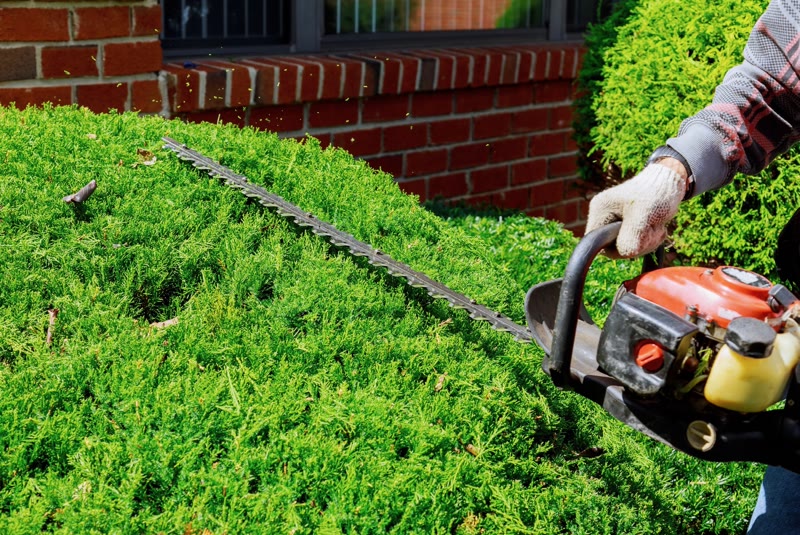 Hedge and Tree Trimming